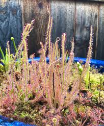 Image result for Micrargeria filiformis