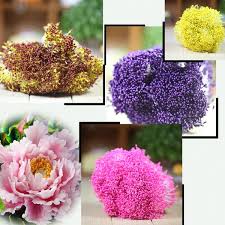 卡萊恩 翻糖館幹佩斯翻糖蛋糕糖花芯花心花蕊 小號 糖花裝飾花心 90th celebrities