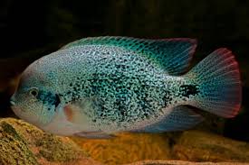 Vieja Zonatus Southern Mexico Cichlid Fish Cichlids Freshwater Aquarium