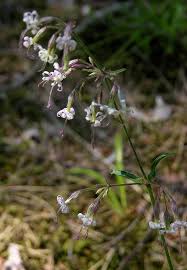 Image result for Silene kiwuensis