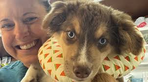 Pet-Proofing your Home to Keep Furry Friends Safe around Electricity