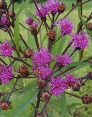 Image result for Bothriocline quercifolia