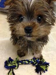Intelligent, affectionate, and gentle, the yorkiepoo makes a delightful companion and is perfectly suited for apartment life ridgewood kennels has been placing yorkiepoo puppies for sale in pa, ny, nj, de, md, ri, and farther for 40 years! Teacup Yorkie For Sale Pennsylvania