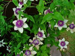 Image result for Clematis commutata