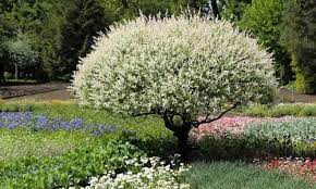 Dappled Willow Flamingo Willow Shrimp Willow Dappled Japanese Willow Variegated Willow Salix Integra A Dappled Willow Tree Dappled Willow Planting Shrubs