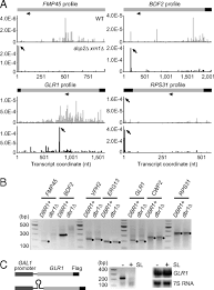 With or without a drainer? Global Analysis Of Mrna Decay Intermediates In Saccharomyces Cerevisiae Pnas
