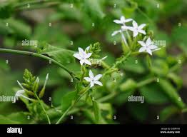 Image result for Plumbago zeylanica