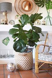 Often times, when leaves are pointing straight up that is an indication that they are seeking out more sunlight. Fiddle Leaf Fig Care Tips Delineate Your Dwelling