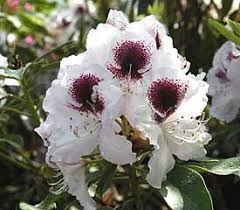 Rhododendron Sappho Rhododendron Plant Showy Flowers Rhododendron