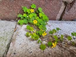 Image result for Abutilon englerianum