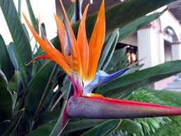 Image result for Strelitzia caudata