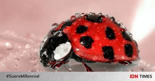 7 perbezaan antara lebah dan tawon haiwan 2020. Sering Pura Pura Mati 8 Fakta Unik Ladybird Kumbang Terimut Di Dunia
