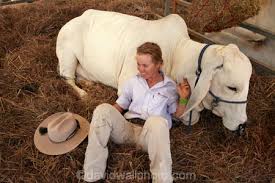 Girl and brahman show cow, annual Freds Pass Rural Show, near Darwin,  Northern Territory, Australia