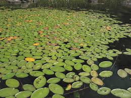 Image result for Brasenia