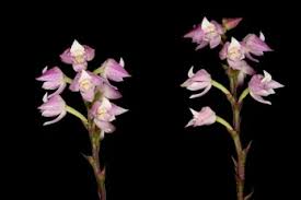 Image result for Polystachya galeata