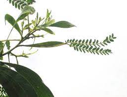Acacia Koa Nutrition Facts Label Plant Leaves Blackberry Nutrition
