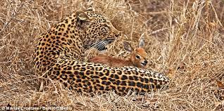 Leopard Plays With Baby Antelope In The South African Bush But There Is No Happy Ending Daily Mail Online