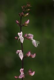Image result for Ocimum labiatum