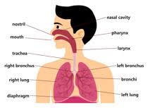 search results for respiratory system clip art pictures