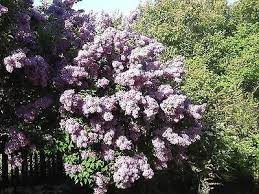 Maybe you would like to learn more about one of these? 1 Branched Lilac Tree 40 60cm Shrub Fragant Purple Flowers Syringa Vulgaris Amazon Co Uk Garden Outdoors
