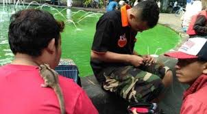 Ditemukan Spesies Baru Sugar Glider Ilmuwan Malah Khawatirkan Hal Ini Hitekno Com