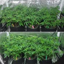 It pulls 190 watts and covers 4×4 foot veg footprint or a 3×3 flowering footprint. Lec Vs Led Grow Lights Side By Side Cannabis Grow Journal Grow Weed Easy