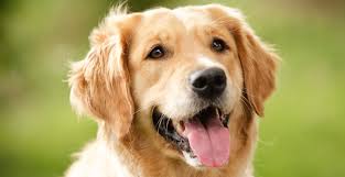 Golden Retriever Ranked Most Popular Dog Breed In Canada News