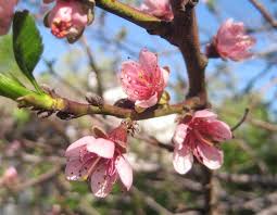 Maybe you would like to learn more about one of these? Peach Tree Pictures Images Photos Of Peach Trees