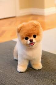 Black And Brown Pomeranian Price In India The Other Friends 5 Cutest Teacup Puppies You Have Ever Seen Cute Teacup Puppies World Cutest Dog Pomeranian Puppy Teacup