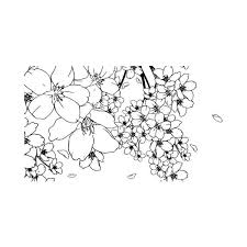 Manga Transparent Liked On Polyvore Featuring Fillers Fillers Sketches Flowers And Backgrounds Sketches Art Manga
