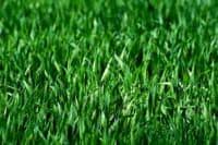 Otherwise, it will inexorably work itself up, and you'll have a raised bed full of grass. Can You Put A Raised Garden Bed On Grass Do This First Greenupside