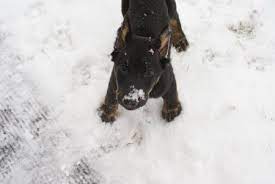 Pin By Robyn Peterson On Dog In 2021 Beauceron Low Cost Dental Care Puppies