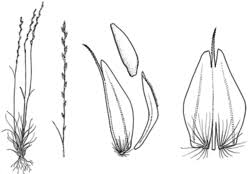 Image result for Tripogon