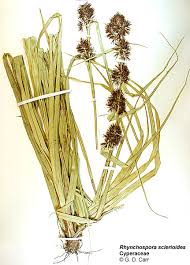 Image result for Rhynchospora brownii