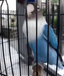 Umumnya pada saat burung lovebird ngekek mangap ini menjadikan lovebird memiliki prosfek yang bisa menjadikannya mempunyai kemampuan ngekek mangap konslet. 18 Harga Burung Labet Biru Terupdate Burung Jalak
