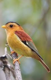Pin By Bokkuri On Nature Pet Birds Funny Birds Nature Birds