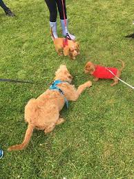 Maybe you would like to learn more about one of these? Socialisation Classes Two Spaces 11th May Medium Size Dogs Ryslip Kennels Pet Care Activity Centre Ascot 11 May 2021