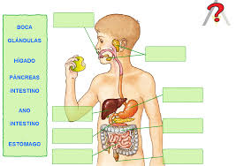 Taquiamila Viaje Virtual Por El Aparato Digestivo Sistema Digestivo Para Ninos Aparato Digestivo Sistema Digestivo