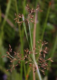 Image result for Fimbristylis complanata