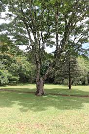Image result for Ficus lutea