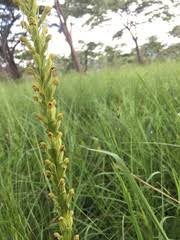 Image result for Endostemon villosus