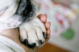 Check spelling or type a new query. Letting Your Dog Die Naturally At Home Lovetoknow