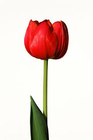 One variety, identified by the royal horticultural society of the united kingdom, calochortus. You Ll Be Fascinated To Know The Real Meaning Of Red Tulips Gardenerdy