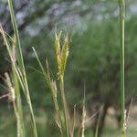 Image result for Andropogon gayanus