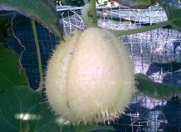 Le zucchine spinose arrostite si possono conservare in frigo 4 o 5 giorni. Sechium Edule Veganblog Ricette E Prodotti Dal Mondo Vegan