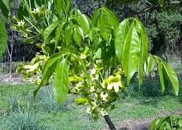 Image result for Cybistax antisyphilitica