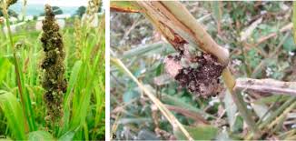 Image result for Echinochloa frumentacea