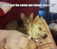 Hand Over The Catnip And Nobody Gets Hurt Cat Meme Cat Planet Cat Planet
