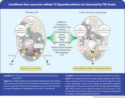 Peripheral Thyroid Hormone Conversion And Its Impact On Tsh