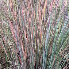 Image result for Schizachyrium